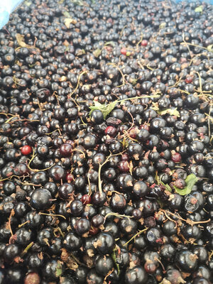 Cassis en vrac surgelé