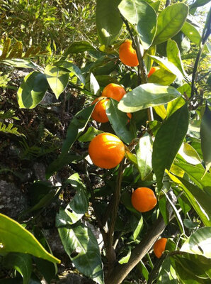 Mandarinier satsuma en pot de 20 cm