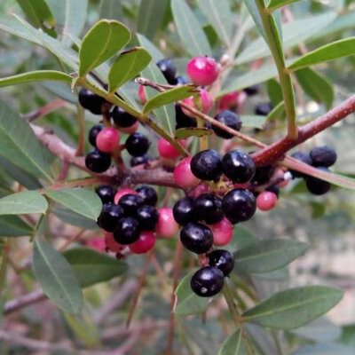 Aromate sec poivre de garrigue