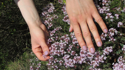 Aromate sec thym fleur