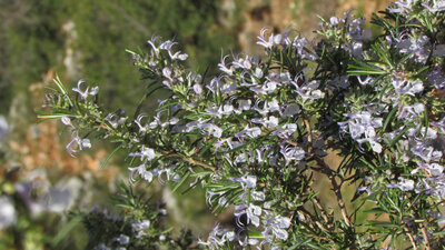 Aromate sec romarin fleur