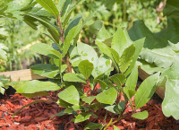 Aromate sec laurier feuille