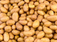 Pomme de terre 'allians'