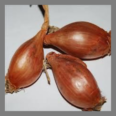 échalote demi-sèche