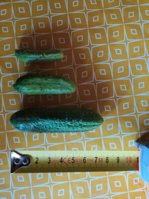 Cornichons - moyens