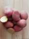 Pomme de terre  rosabelle - image 2