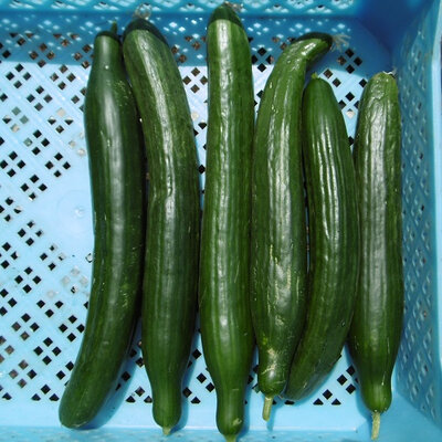 Concombre long
