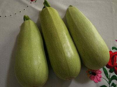 Courgettes blanches de trieste