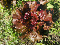 Laitue batavia brune