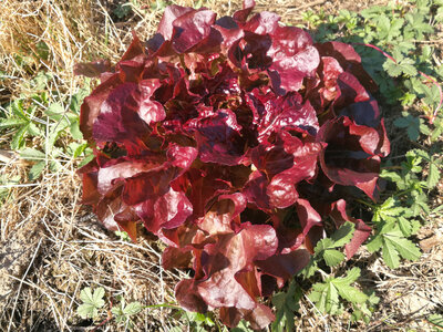 Laitue feuille de chêne brune