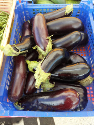 Aubergine