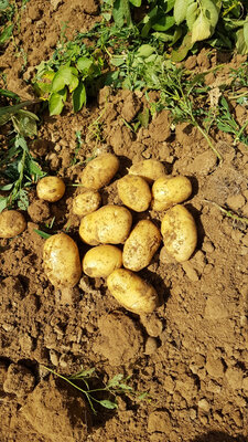 Pomme de terre bio