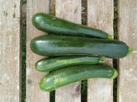 Courgette verte