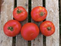 Tomates ronde - maestria