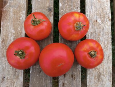 Tomates ronde - maestria
