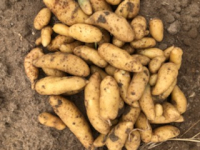 Pomme de terre la ratte
