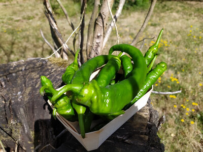 Piment extra-doux d’anglet