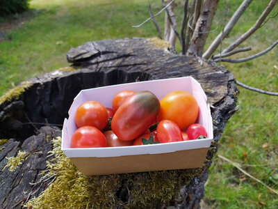 Assortiment de tomates cocktail