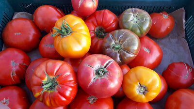 Tomate ancienne