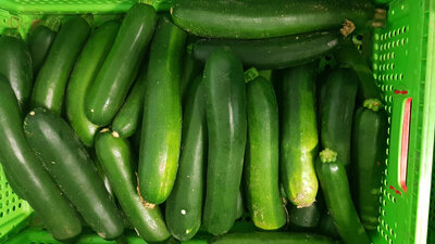 Courgette bio