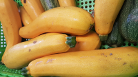 Courgette jaune longue bio