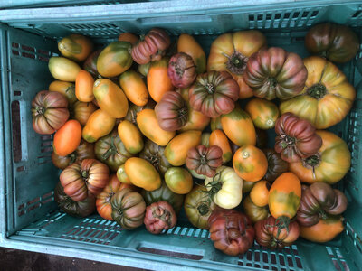 Tomates anciennes