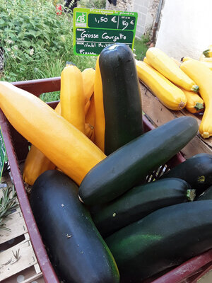 Grosse courgette