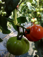 Tomates 'coeur de boeuf' ou cornue