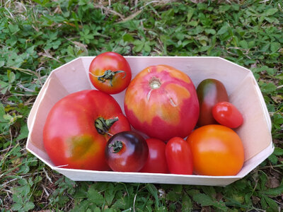 Tomates en assortiment