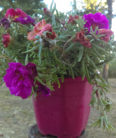 Pourpier en pot de 13 cm