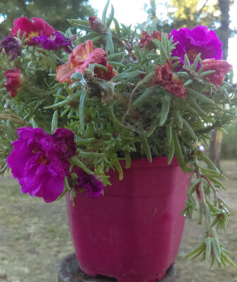 Pourpier en pot de 13 cm