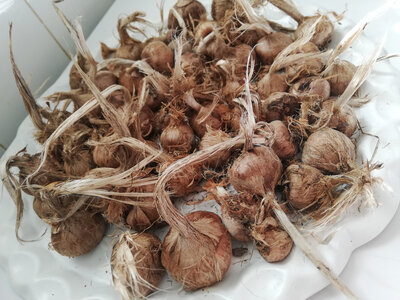 Bulbes de crocus sativus (safran)