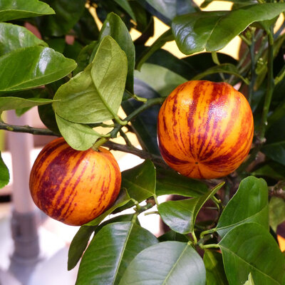 Citronnier arcobal en pot de 20 cm
