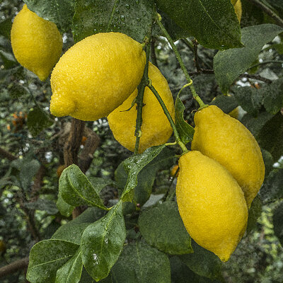 Citronnier carrubaro en pot de 20 cm