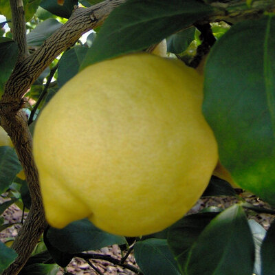 Citronnier cappuccio en pot de 20 cm