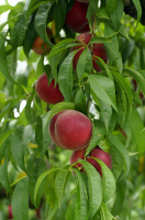 Pêches blanches ou jaunes