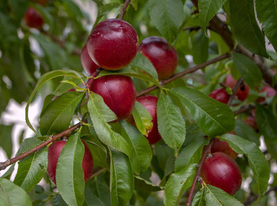 Nectarines blanches ou jaunes