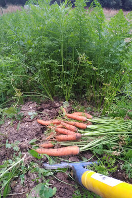 Carottes nantaises nouvelles