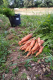 Carottes nantaises nouvelles - image 2