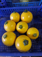 Courgette ronde jaune