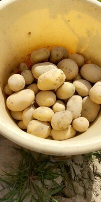 Pommes de terre
