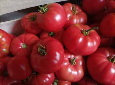 Tomates anciennes