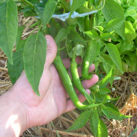 Piment vert doux des landes