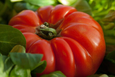 Tomate coeur de boeuf