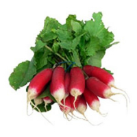 Radis rose