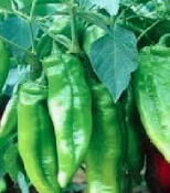 Poivrons vert corne de taureau