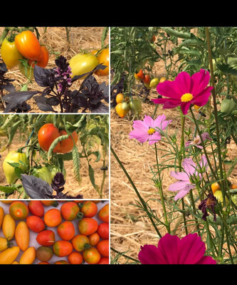 Tomate ancienne