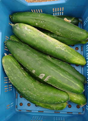 Concombres 500 g environ