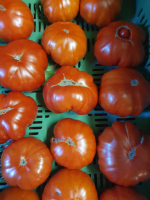 Tomates buffalo steak speciale salad