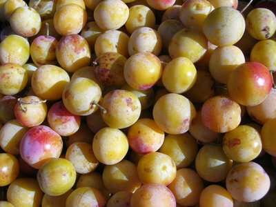 Mirabelles des vosges